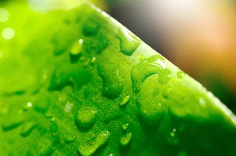 Green leaf with drop Foto stock