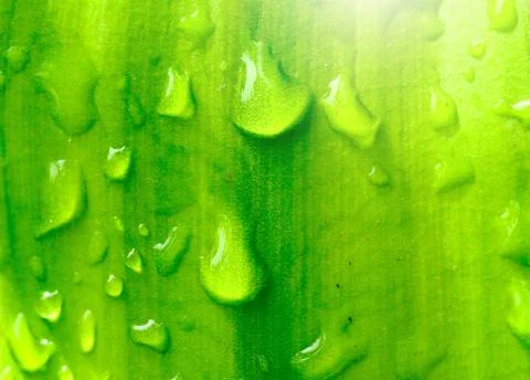 Green leaf with drop Stock Photos