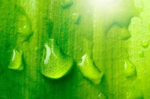 Green leaf with drop Stock Photos