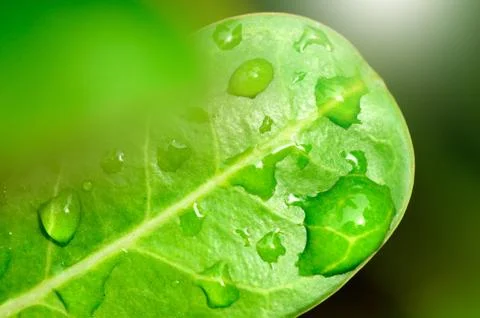 Green leaf with drop Stock Photos