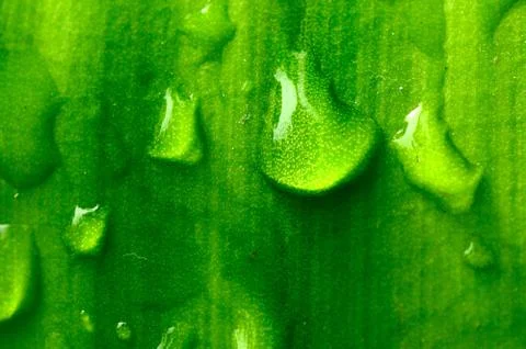 Green leaf with drop Stock Photos