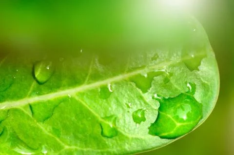 Green leaf with drop Stock Photos