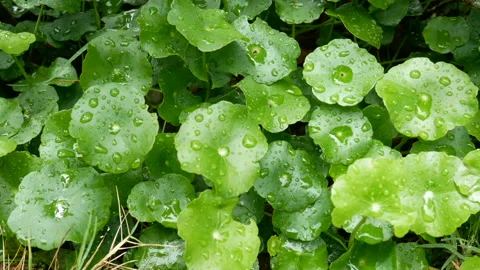 Green leaf with drop of rain water with green background. Stock Footage 135439175