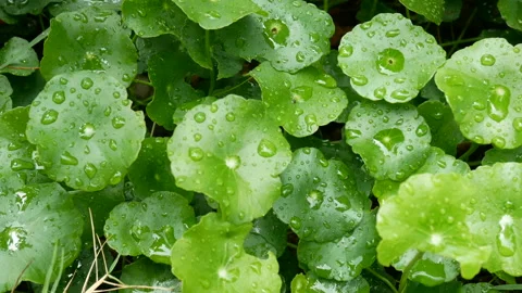 Green leaf with drop of rain water with green background Stock Footage 135882944
