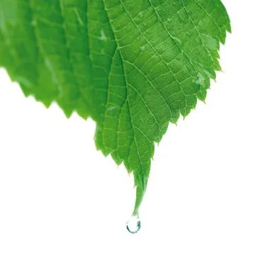 Green leaf with a drop of water Stock Photos