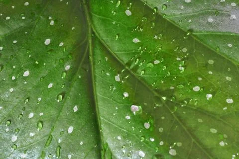 Green leaf drop water Stock-Fotos