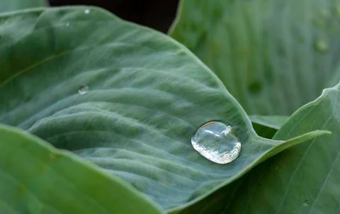 Green leaf with a drop of water Stock Photos