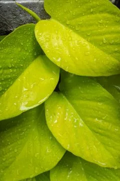 Green leaf with a droplet Stock Photos