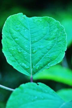 Green leaf with drops after rain. Water drops on a leaf. Stock Photos
