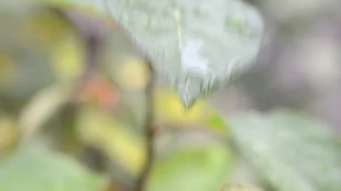 Green leaf with drops dripping rain Stock Footage 97014416