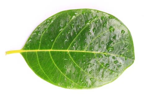 Green leaf with drops isolated on white background Stock Photos