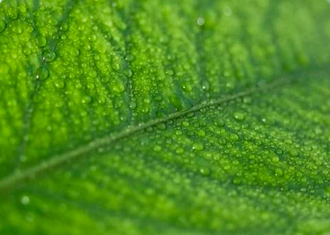 Green leaf with drops Photos