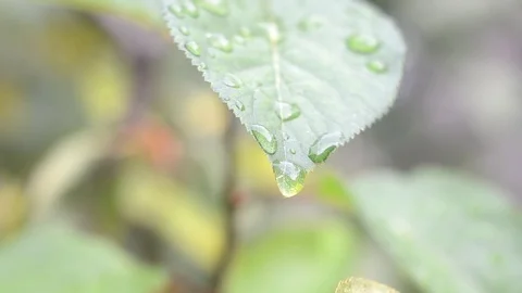 Green leaf with drops sways in the wind Stock Footage 97014818