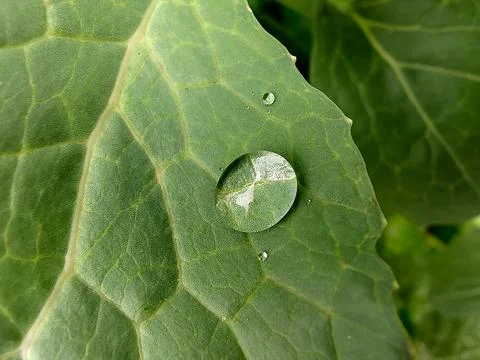 Green leaf with drops of water. Close-up 库存照片