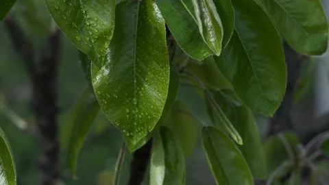 Green leaf with drops of water Stock Footage 153722483