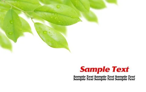 Green leaf with drops of water isolated on white background Stock Illustration