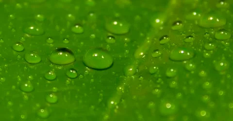 Green leaf with drops of water Stock Photos