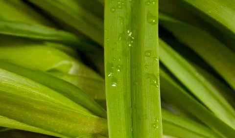 Green leaf with drops of water Stock Photos