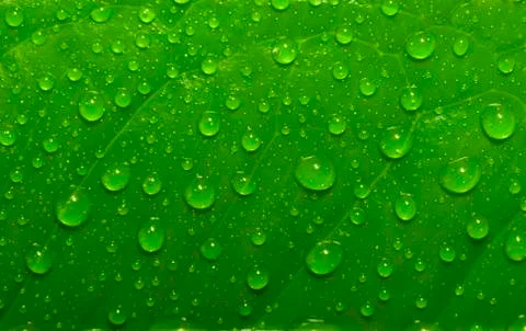 Green leaf with drops of water Stock Photos