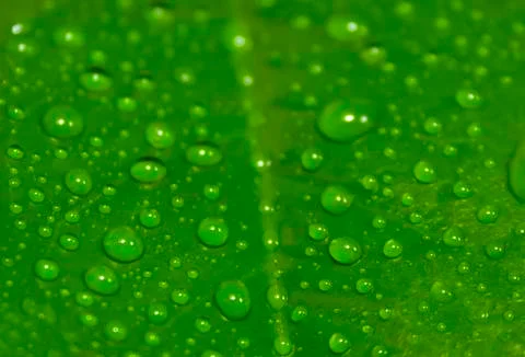 Green leaf with drops of water Stock Photos