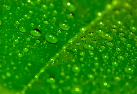 Green leaf with drops of water Stock Photos