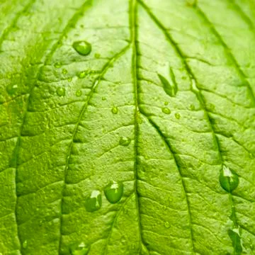 Green leaf with drops of water Stock-Fotos