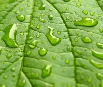 Green leaf with drops of water Stock Photos