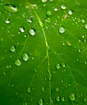 Green leaf with drops of water Stock Photos