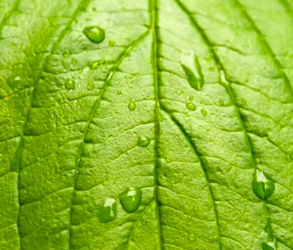 Green leaf with drops of water Stock Photos