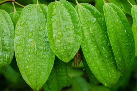 Green leaf with drops of water Stock Photos