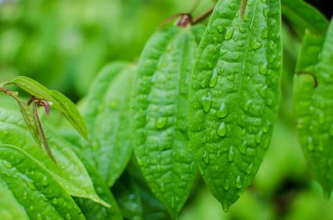 Green leaf with drops of water Foto stock