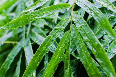 Green leaf with drops of water Foto stock