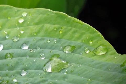 Green leaf with drops of water Stock Photos
