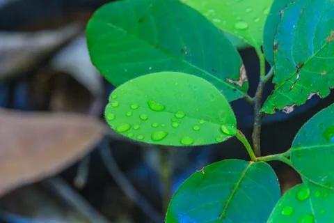 Green leaf with drops of water 스톡 사진