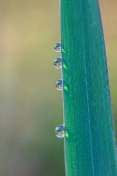 Green leaf with drops of water Foto stock