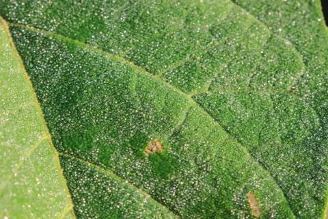 Green leaf with drops of water 스톡 사진
