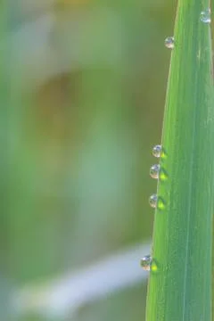 Green leaf with drops of water Stock Photos