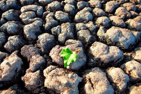 Green leaf on the drought ground Stock Photos
