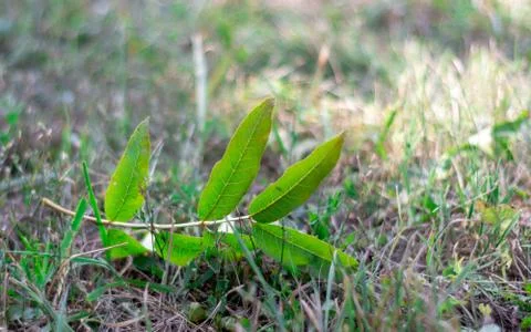 Green leaf on the dry grass in sunny day Stock Photos