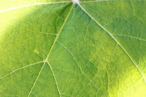 Green Leaf of ecology Foto stock