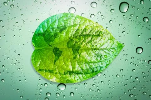 Green leaf environment concept save the earth. Stock Photos