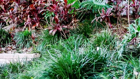 Green Leaf Exotic Tropical forest Stock Footage 124881253