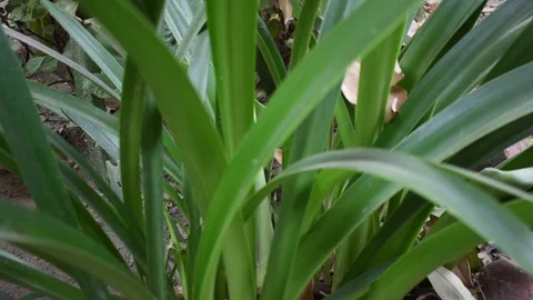 Green  leaf extreme close up in slow motion stock footage Vidéo 119189341