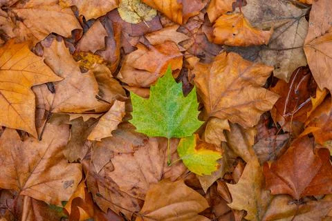 Green leaf in fallen brown leaves. Being different concept. Stock Photos