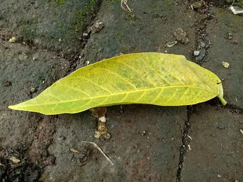 Green leaf fallen on dark cracked soil ground Stock Photos