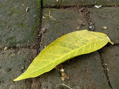 Green leaf fallen on dark wet pavement after rain Stock Photos