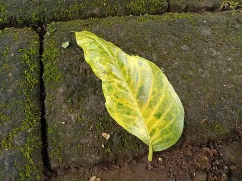 Green leaf fallen on dark wet soil in nature Stock Photos