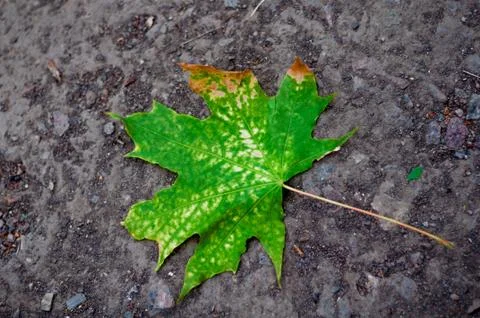 Green leaf fallen on the ground Stock Photos