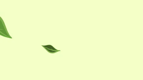 Green Leaf Falling Gracefully Stock Footage 297658091