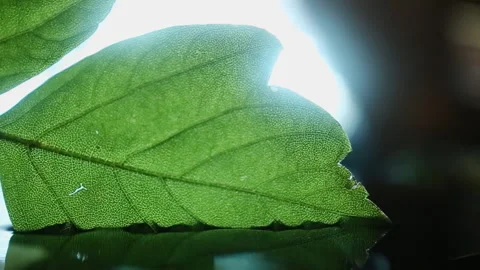 Green leaf falls into water illuminated by spotlight Stock Footage 229721890